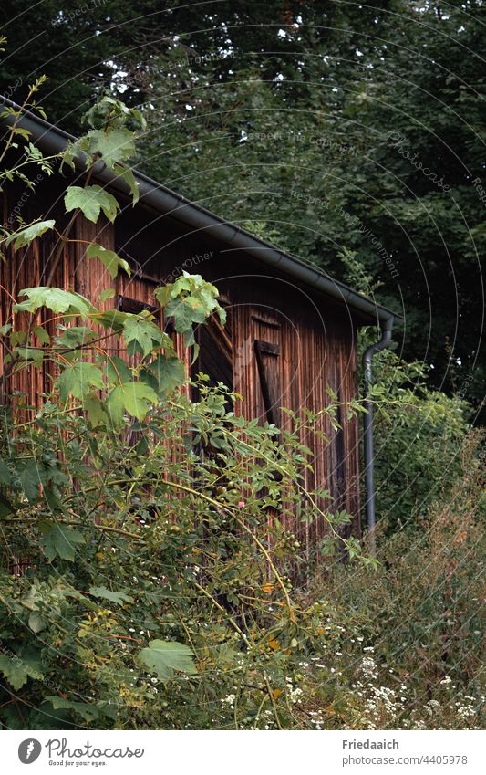 Mit Sträuchern bewachsene Holzhütte im Wald Hütte Natur Umwelt Pflanze Außenaufnahme grün Baum Landschaft Tag natürlich Farbfoto Wildpflanze Gras Menschenleer