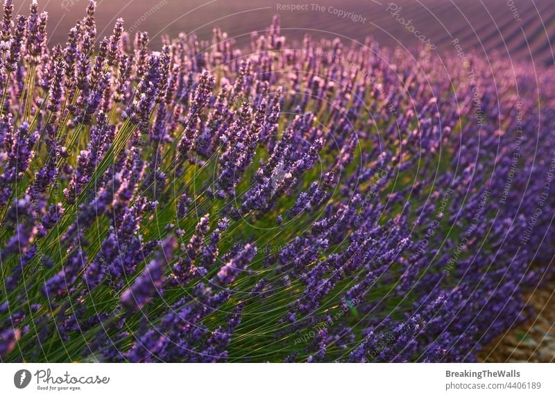 Violettes Lavendelfeld der Provence bei Sonnenuntergang Feld Überstrahlung Blüte purpur Blumen Nahaufnahme Frankreich Tag malerisch Natur Abend schön ländlich