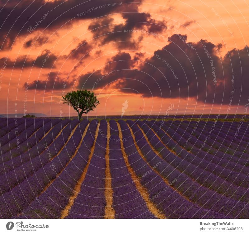 Violettes Lavendelfeld der Provence Feld Überstrahlung Blüte purpur Tag Blumen Frankreich Himmel dramatisch malerisch Natur Baum schön ländlich Ackerbau