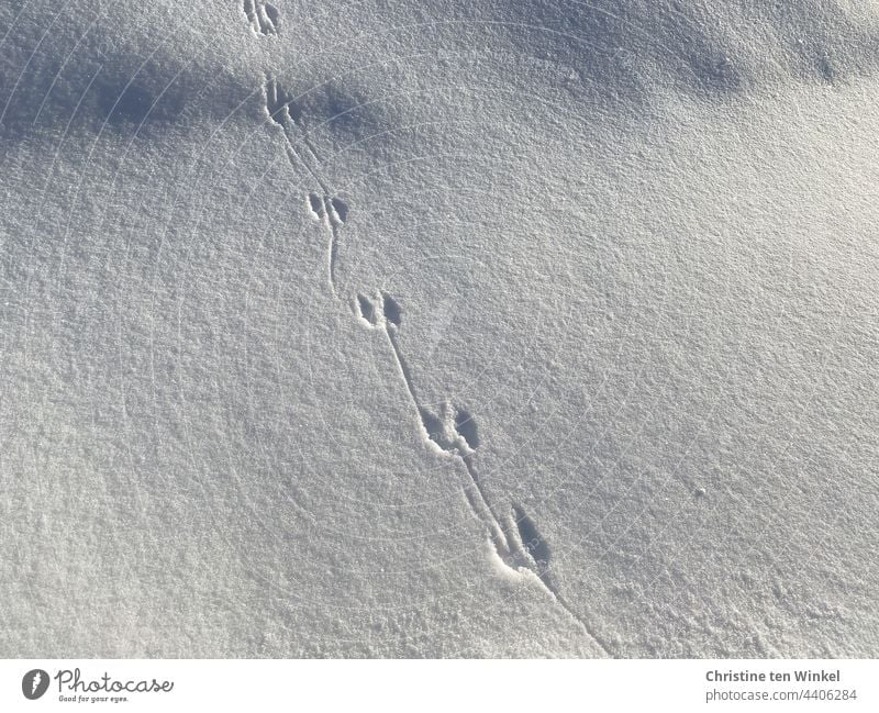 Tierspuren im Schnee Winter Spuren im Schnee kalt weiß Schneedecke Schneespur Winterstimmung Natur Wintertag Licht Schatten Kontrast Wetter Umwelt Monochrom