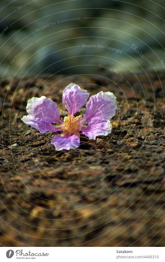 Die rosa Farbe der Blumen der Königin fällt auf den Lateritsteinboden schön Natur fallen Boden Stein Klotz Laufsteg Bodenbelag Stock Pflanze geblümt Garten