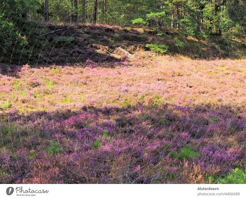 Heidelandschaft in Norddeutschland Licht und Schatten Heideblüte Spätsommer Sonne und Schatten sanfte Hügel violett Pflanzen Blüten lila Heidepflanze sonnig