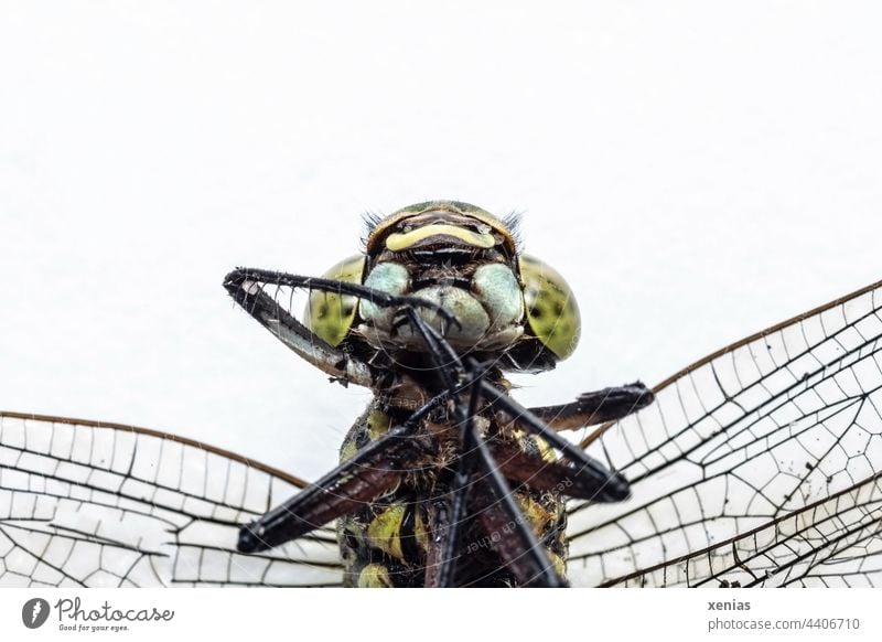 Makroaufnahme einer toten Libelle vor weißem Grund Insekt Tod Tier Tierporträt Flügel Insektenbeine Kopf Facettenaugen Insektenaugen grün Wildtier