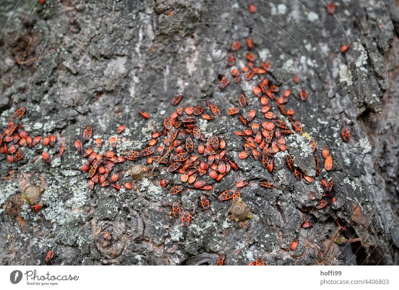 Feuerwanzen auf einem Baum Wanze Pyrrhocoris apterus Feuerkäfer Schusterkäfer Insekten horde Horden Käfer rot gemeine Feuerwanze Rinde Baumrinden-Hintergrund