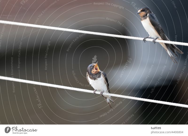 Schwalben im Monolog Schnabel aufreissen Vogel Dialog schimpfen meckern Tierporträt Wildtier Tiergesicht Blick