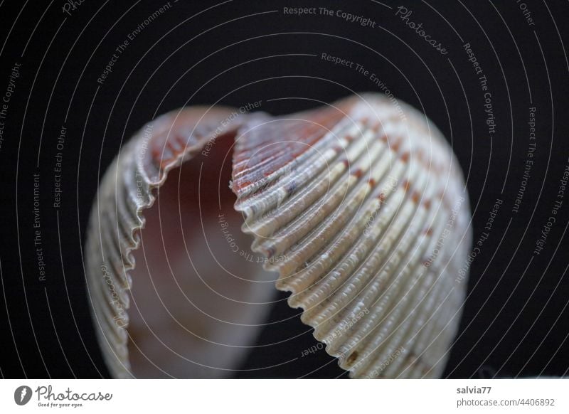 geöffnete Muschel vor schwarzem Hintergrund Muschelschale Makroaufnahme Menschenleer Farbfoto Formen und Strukturen Wellenmuster schwarzer hintergrund