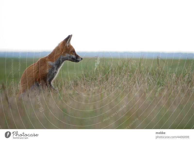 Kleiner Fuchs auf der Lauer im tiefen Gras Tier Wildtier Natur Tierporträt Wiese Aufmerksamkeit beobachten Beobachtung Konzentration konzentriert Meister