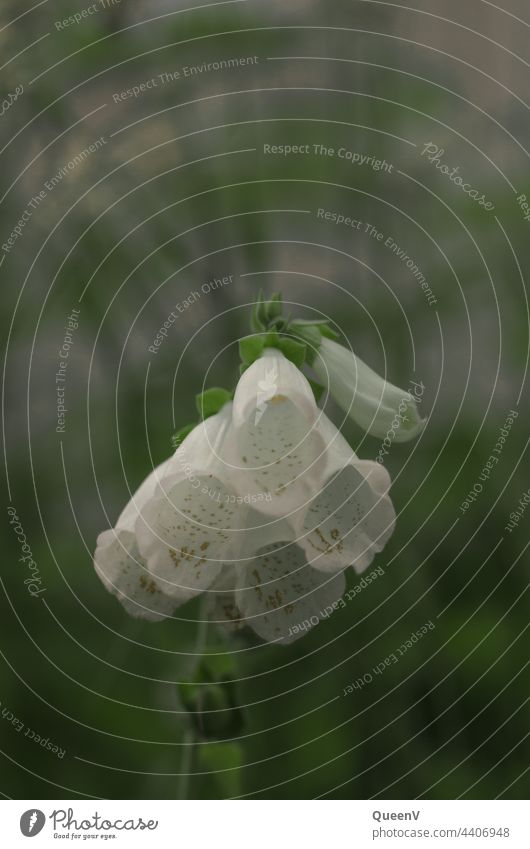 Weißer Fingerhut weiß Nahaufnahme Blüte Detailaufnahme Wildpflanze Frühling Sommer Blume Pflanze Natur Makroaufnahme Blütenblatt schön Farbe Botanik Wachstum