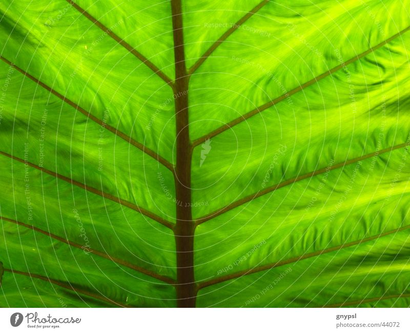 es grünt so grün Blatt Pflanze Muster Geäst durchscheinend