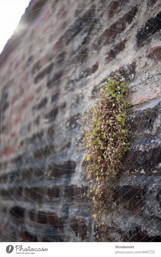 Mauerblümsche II Umwelt Natur Pflanze Blume Blatt Blüte Wildpflanze Burg oder Schloss Wand Dach Stein Backstein Blühend hängen stehen Wachstum fest hoch weich