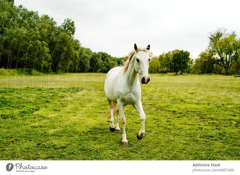 Pferd läuft auf einer grünen Wiese in der Natur laufen galoppieren Feld Lebensraum natürlich Tier Sommer Gras grau weiß Himmel Säugetier Landschaft Freiheit