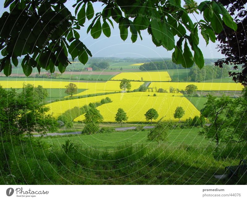 Blick auf Rapskreuz Sommer Juni Wallfahrtsort gelb Aussaat Feld Aussicht Rücken Stromberg Westfalen