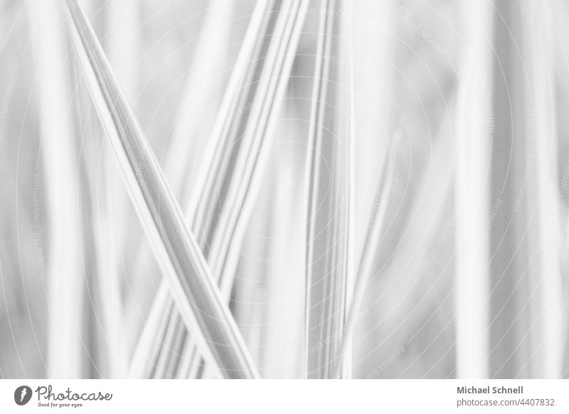 Pflanzenblätter Linien Strukturen & Formen Muster graphisch Hintergrundbild abstrakt Design Streifen minimalistisch