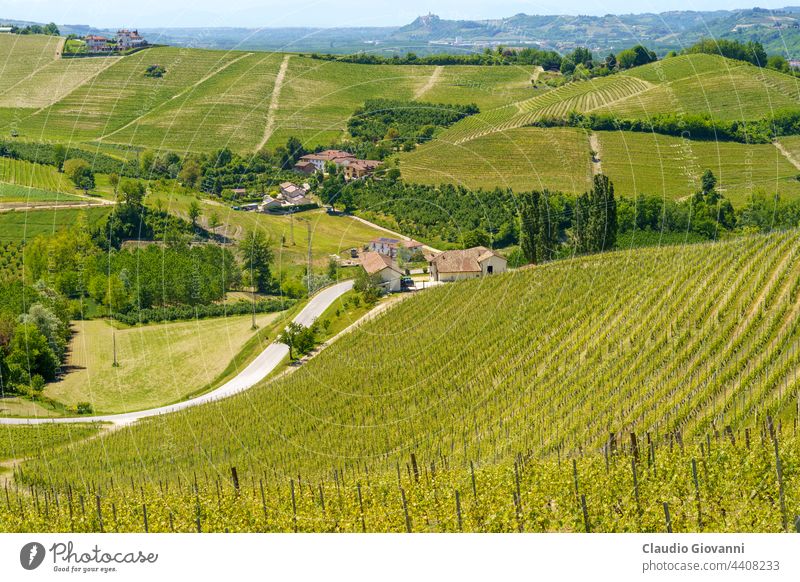 Weinberge von Langhe, Piemont, Italien im Mai Barbaresco Cuneo Europa Piemonte unesco Ackerbau Farbe Land Tag Bauernhof Feld Blume grün Hügel Haus Landschaft