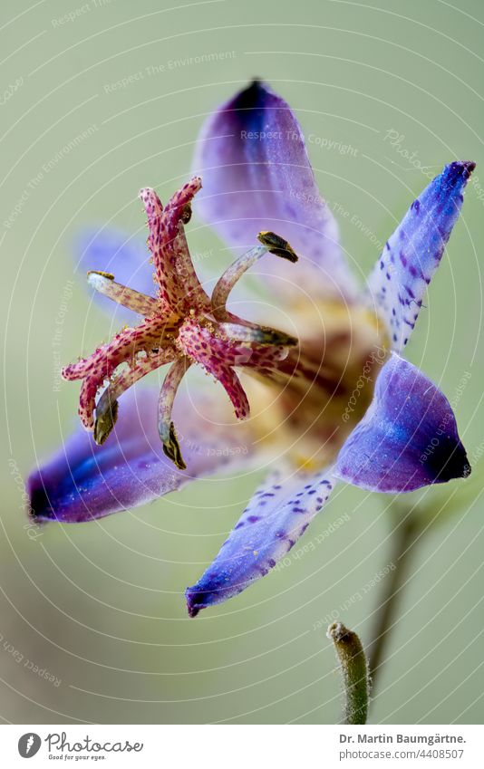 Japanische Krötenlilie, Tricyrtis hirta Pflanze Tigerstern Blüte blühend mehrjährig schattenliebend ausdauernd krautig Liliaceae Liliengewächse aus Japan