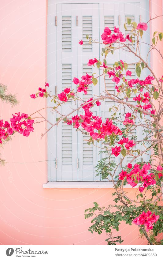 Rosa Blumen und eine rosa Wand mit hellblauen Fensterläden Pastell pulsierend Sommer geblümt Blüte Überstrahlung
