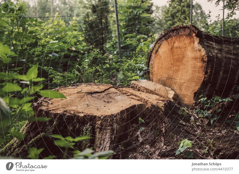 gefällter Baum mit Baumstumpf und Baumstamm Förster Holzfäller Baum fällen Waldarbeiter Forstwirtschaft Natur abgesägt sägen forstwirtschaftlich Rodung