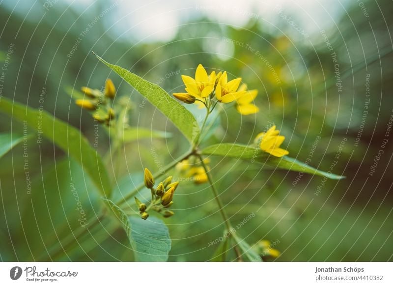 Gelbe Blüten Nahaufnahme Weitwinkel mit grünen Blättern gelbe Blume Makro Pflanze Waldwiese Wiese Wildpflanze Natur Außenaufnahme Blühend Farbfoto Menschenleer