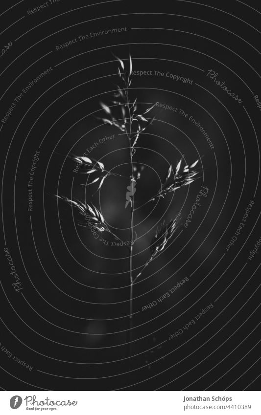 Wildgras Nahaufnahme dunkel schwarzweiß Schwarzweißfoto hoher Kontrast düster Künstlerisch edel Pflanze fineart Natur Außenaufnahme Menschenleer Detailaufnahme