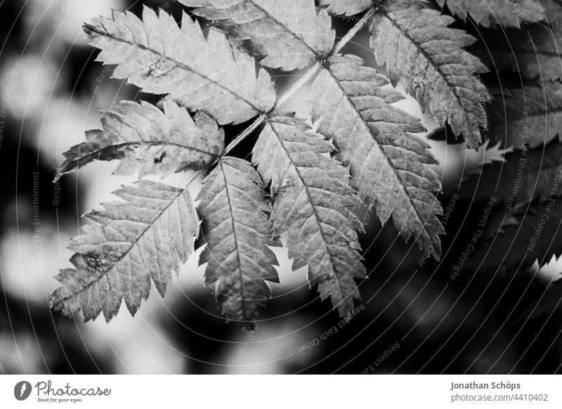 Blätter Nahaufnahme dunkel schwarzweiß Schwarzweißfoto hoher Kontrast düster Künstlerisch edel Pflanze fineart Natur Außenaufnahme Menschenleer Detailaufnahme