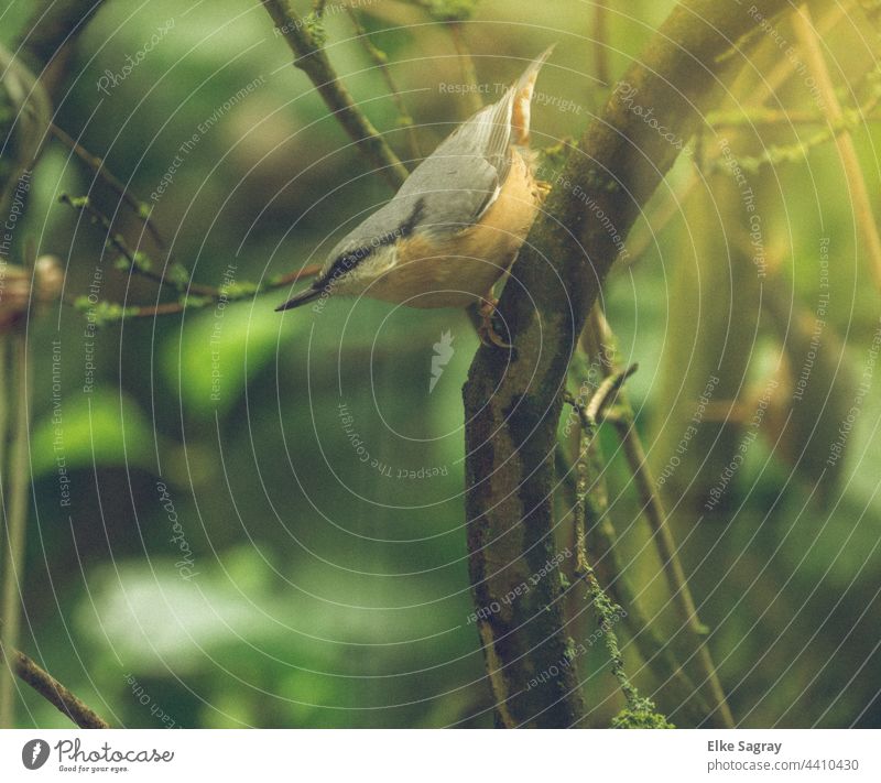 Jungvogel Kleiber Vogel Natur Außenaufnahme Tierporträt Nahaufnahme Farbfoto Flügel Tag Feder Schnabel natürlich