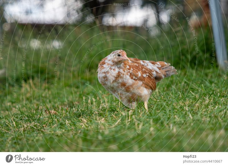 Junges Huhn auf der Wiese huhn henne vogel kücken Lebewesen Federn Tier Voegel Natur Weide Bauernhof Landwirtschaft landwirtschaftlich laufvogel jungtier eier