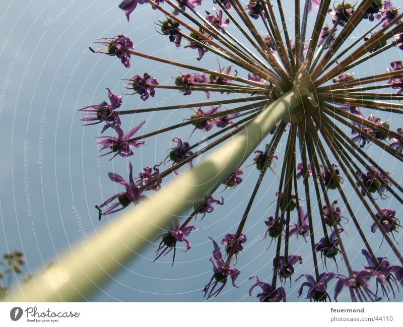 Riesen-Blume Blüte violett Stengel Froschperspektive grün Himmel blau bloom