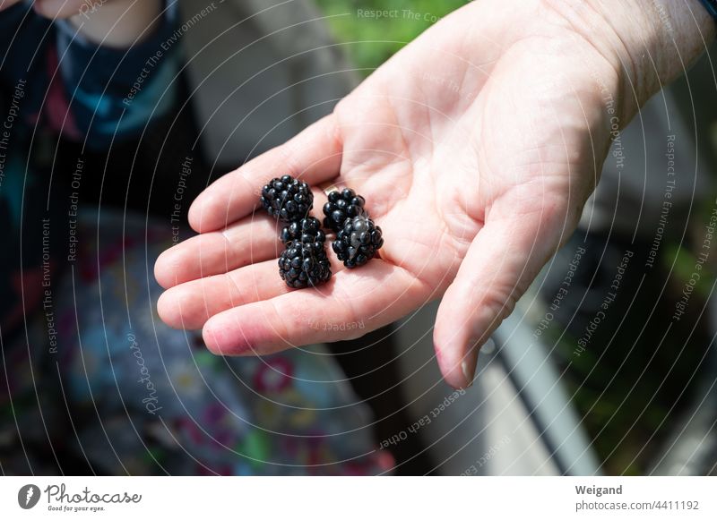 Brombeeren in einer Hand Herbst Wald Früchte Obst Beeren lecker bio Bioprodukte sammeln Erntedank