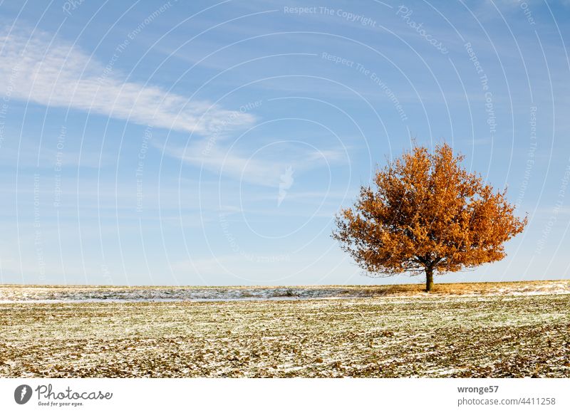 Einzelner Laubbaum an einem Feldrand in der Magdeburger Börde Baum Herbst herbstlich Feldweg Außenaufnahme Farbfoto Menschenleer Tag Schönes Wetter