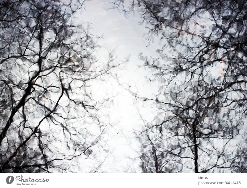 Ordnung im Chaos | Zitterwasser Craquelé baum spiegelung reflexion oberfläche äste ast bäume geheimnis phantasie fluss gemälde natur