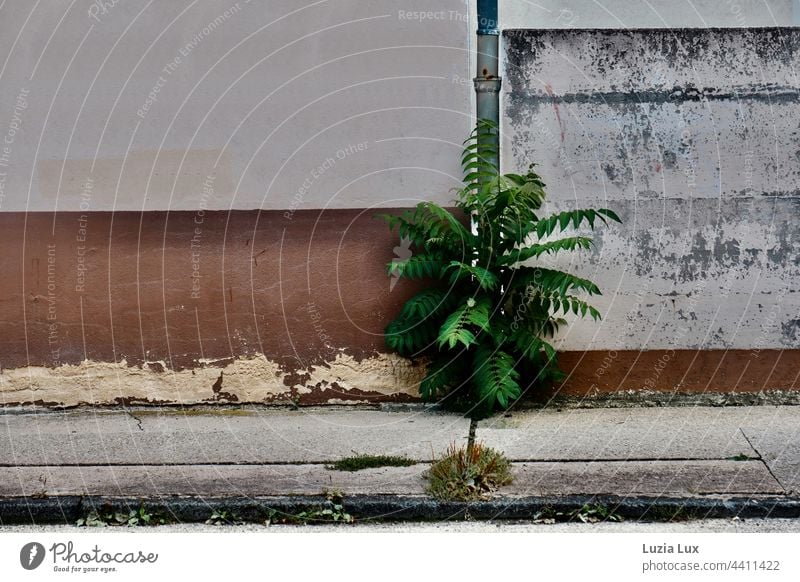 ein junger Götterbaum drängt durch eine Mauerspalte neben einer Regenrinne ins Licht, davor ein rissiger, bemooster Bürgersteig Moos Gehweg Risse Platten Mauern