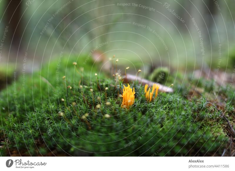 2021 Challenge Waldboden | Nahaufnahme von Moos mit gelben Pilzen (Calocera viscosa) am Waldboden grün Natur Macro Herbst Aussenaufnahme schwache Tiefenschärfe