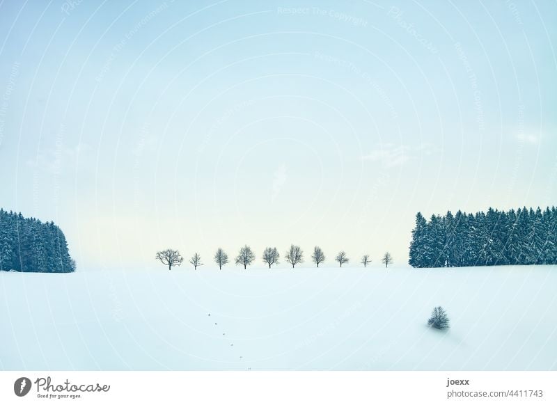 Baumreihe in Schneelandschaft weiß Landschaft Wintertag Winterstimmung Außenaufnahme Farbfoto Frost Wetter Tag ruhig kalt Eis Umwelt Klima Textfreiraum oben