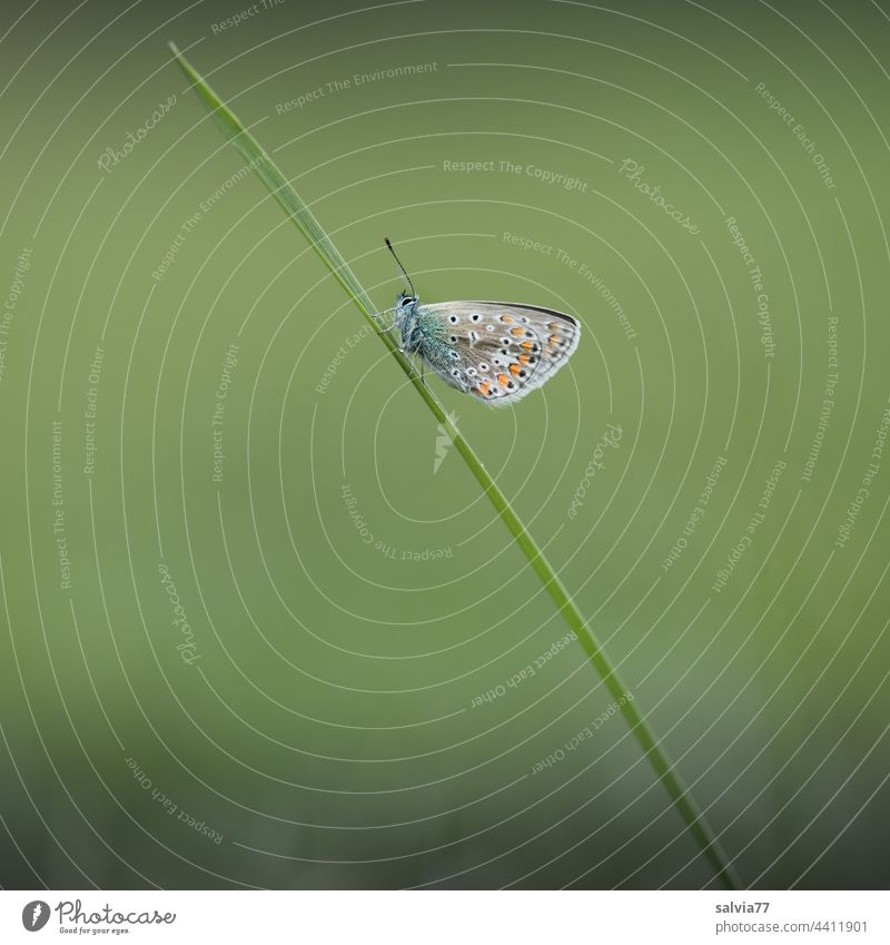 kleiner Schmetterling sitzt auf einem Grashalm Bläuling diagonal schräg grün Natur Makroaufnahme Pflanze Wiese Tierporträt 1 Menschenleer Insekt