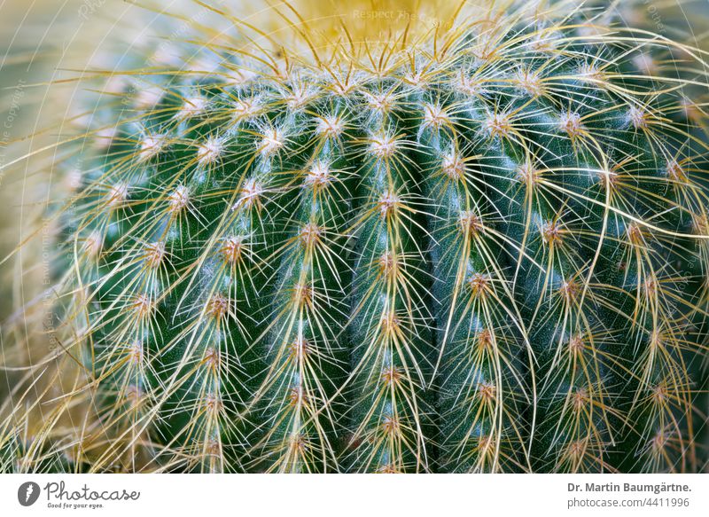Nahaufnahme von Parodia leninghausii, ein Kaktus aus Brasilien Pflanze Parodia lenninghausii Notocactus leninghausii Cactaceae sukkulent Sukkulente