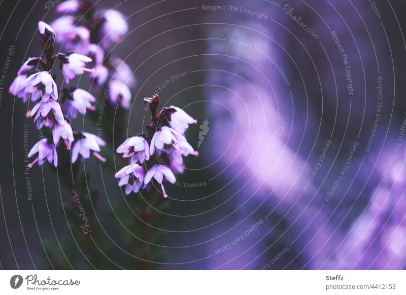 blühende Heide | violetter Lichtschimmer | verzaubert den Schatten Heideblüte zauberhaft Heidestille Haiku stimmungsvoll poetisch Lichtschein Lichterscheinung