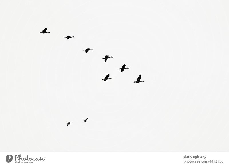 Zugvögel am Himmel in einer Gruppe und in V-Formation, Avifauna Tiere Vogelwelt fliegen Schwarm Außenaufnahme Natur Umwelt Vögel Zugvogel Tiergruppe Farbfoto