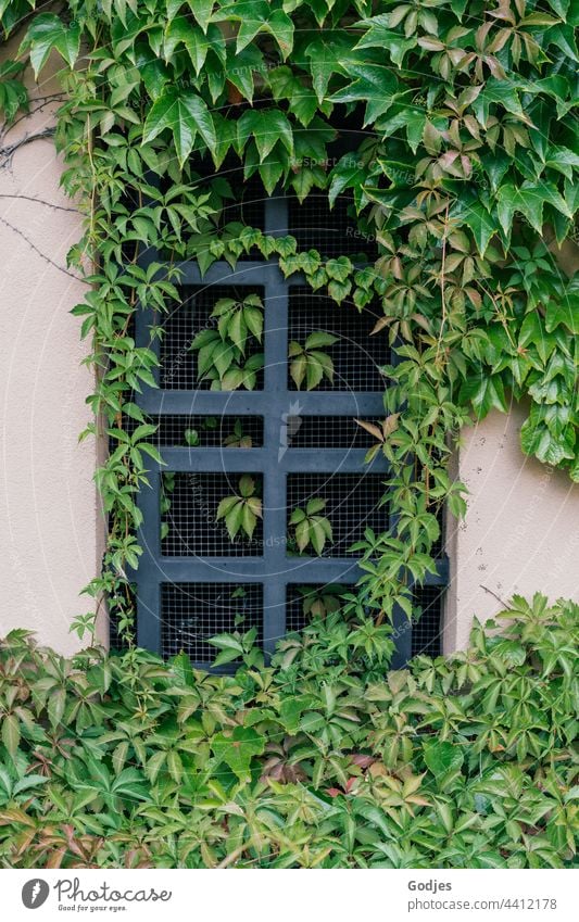 Metallgitter in einem Fenster umrankt von Pflanzen Ranke Gitter Außenaufnahme Menschenleer Detailaufnahme Wand Strukturen & Formen Natur Muster Mauer