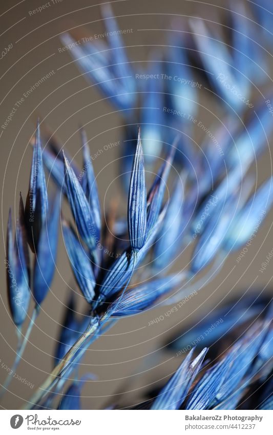 Trockene Dekoration Weizen gefärbt in blau botanischen Hintergrund moderne hohe Qualität große Größe druckt triticum aestivum Familie poaceae Mais Wachstum