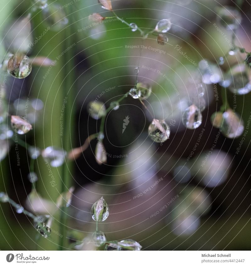 Kleine Regentropfen an einer Pflanze Tropfen Wassertropfen nass Makroaufnahme feucht Reflexion & Spiegelung Strukturen & Formen Grünpflanze Licht zart