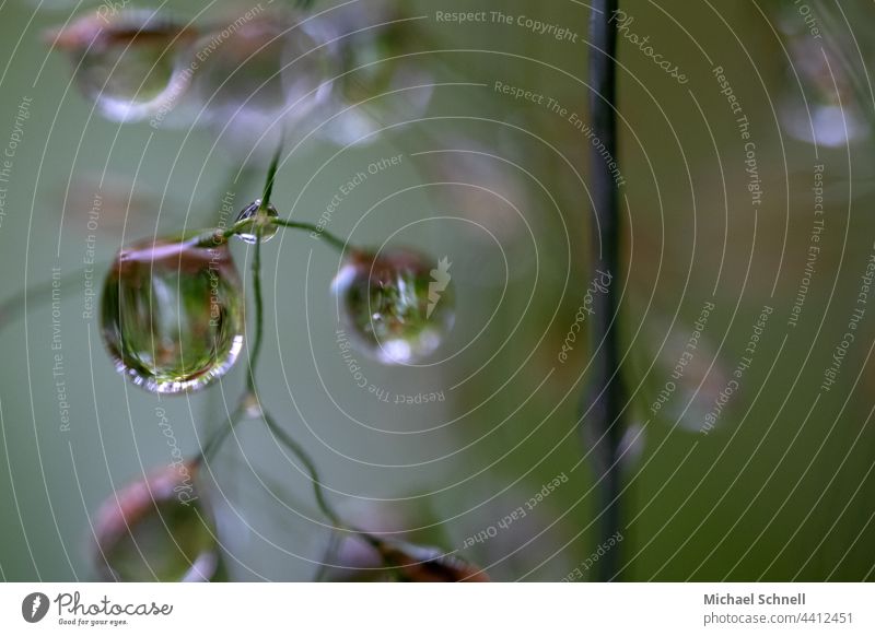 Kleine Regentropfen an einer Pflanze Tropfen Wassertropfen nass Makroaufnahme feucht Reflexion & Spiegelung Strukturen & Formen Grünpflanze Licht zart