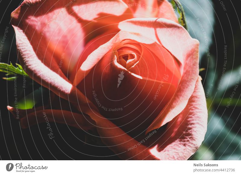 Nahaufnahme von schönen orange-roten Rose im Garten. Pale Red orange Rose Blume auf Hintergrund unscharf Rose Blume mit Blättern im Garten von Rosen. Pflege von Garten Busch Rosen