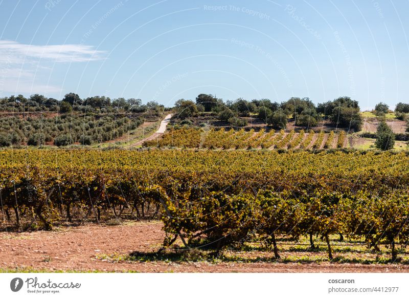 Weinberge in einem Priorat, Katalonien, Spanien Ackerbau Hintergrund blau Postkarte Landschaft Europa Bauernhof Frucht Traube Trauben Weinrebe grün
