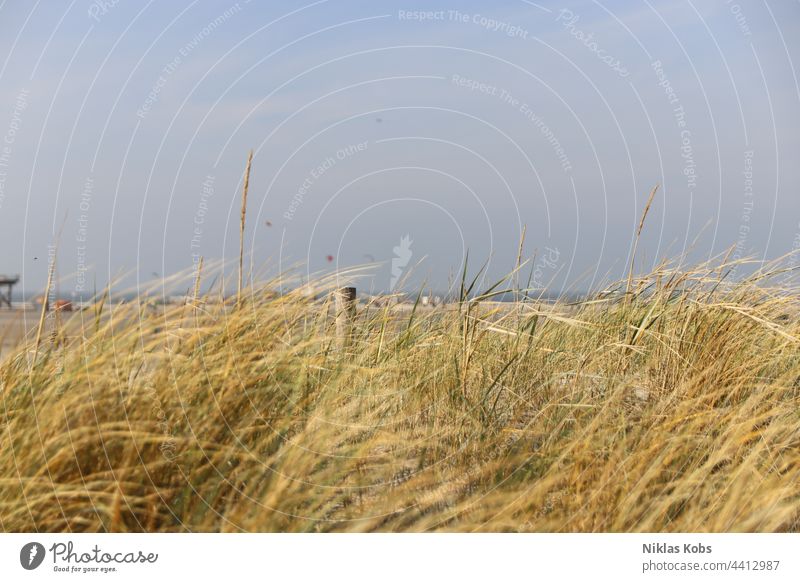 Dünen Dünengras Strand Außenaufnahme Landschaft Farbfoto Küste Nordsee Ferien & Urlaub & Reisen Natur