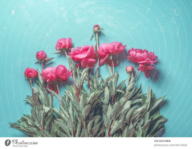 Schöner Strauß auf rosa Pfingstrosen mit Blättern auf hellblauem Hintergrund. Ansicht von oben. Florale Komposition lieblich Haufen Licht geblümt