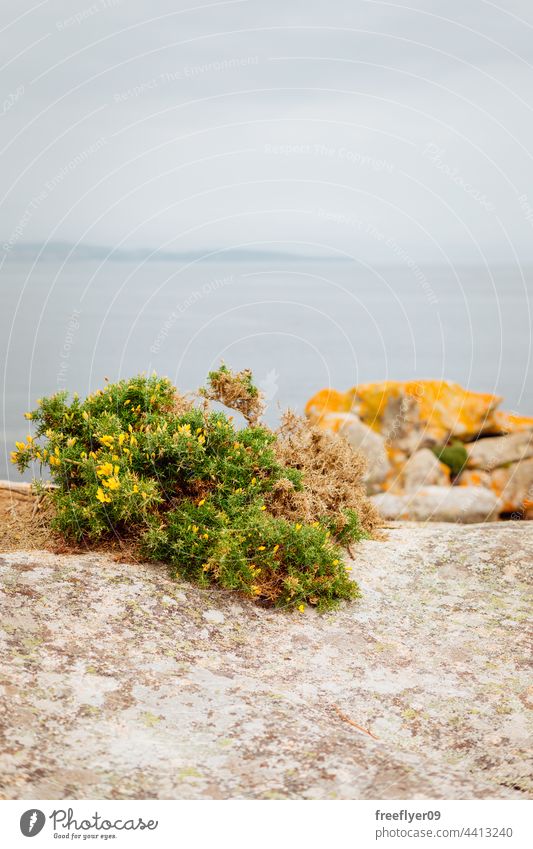 Auf Felsen wachsende Toxo-Pflanze tojo Galicia Tourismus Landschaft mediterran MEER Meereslandschaft Steine Granit Horizont Textfreiraum niemand Strand Tag