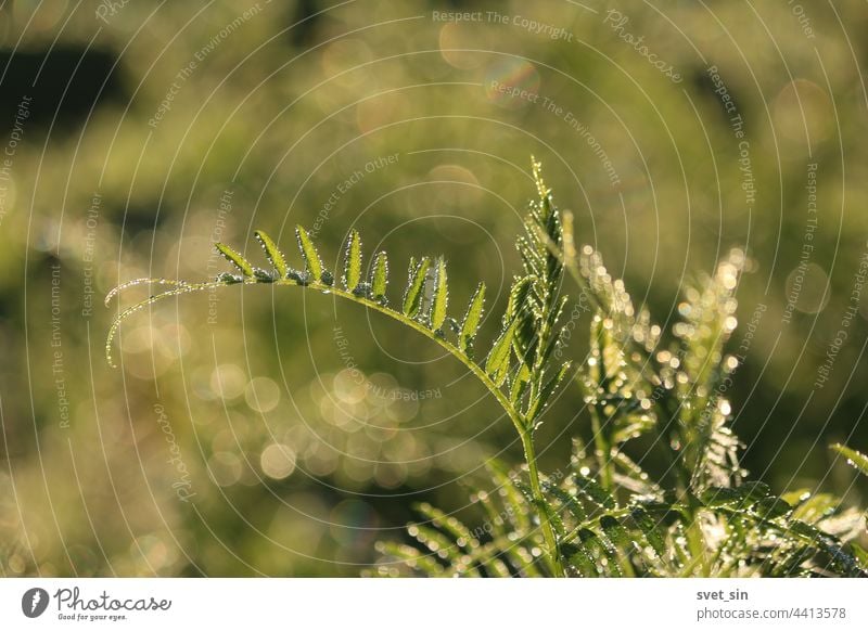 Vicia cracca, Vogelwicke. Reichlich Tau glitzert auf dem grünen Gras auf der Wiese in der Morgendämmerung. Tautropfen glänzen im Sonnenlicht auf dem grünen Gras an einem frühen Sommermorgen.