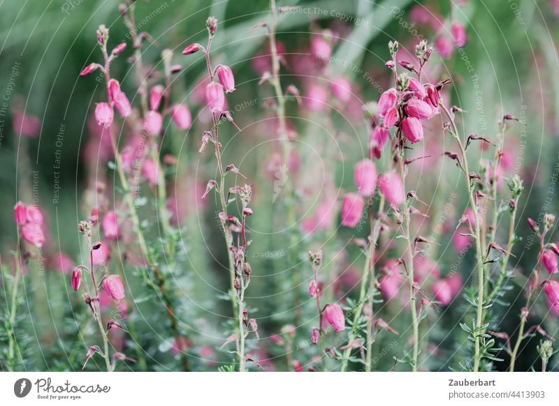 Rosa Glockenheide und Ziergras im Garten Heide Moorheide Erica tetralix rosa Blüte grün Nahaufnahme Natur Pflanze Blume natürlich Blühend Unschärfe