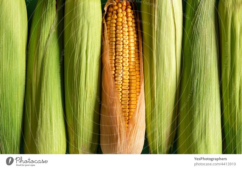 Maishintergrund, Ansicht von oben. Grüner Mais und Mais in einer Reihe ausgerichtet. Ackerbau angeordnet Herbst Baby Hintergrund Müsli Kolben Farbe Textfreiraum