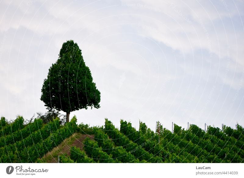 Ein einsamer Baum überragt den Weinberg Baumkrone Weinbau Reben Weingut Weintrauben Rebenhänge Reihen Linie Linien Strukturen & Formen Ernte Weinrebe Ackerbau